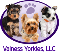 Valness Yorkies